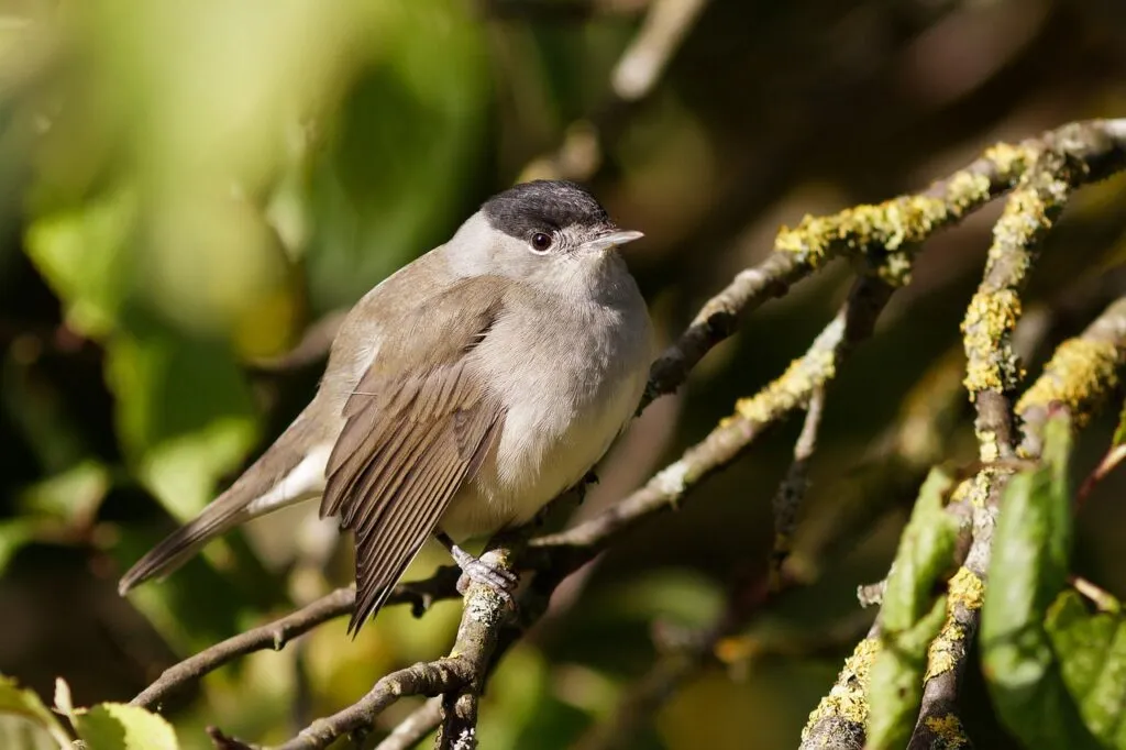 Speciering Science of How New Species and Forms Emerge