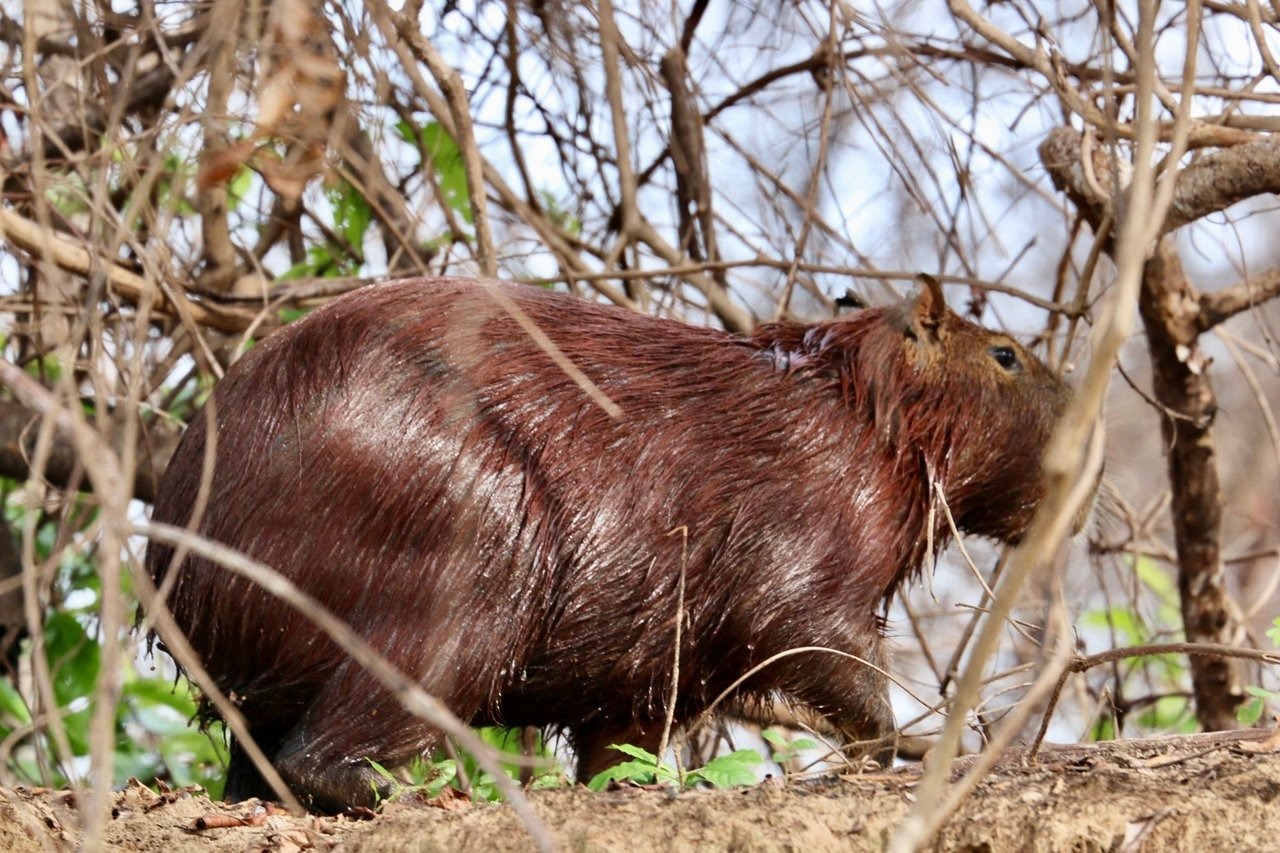 When Wildlife Becomes a Problem, We're Your Solution