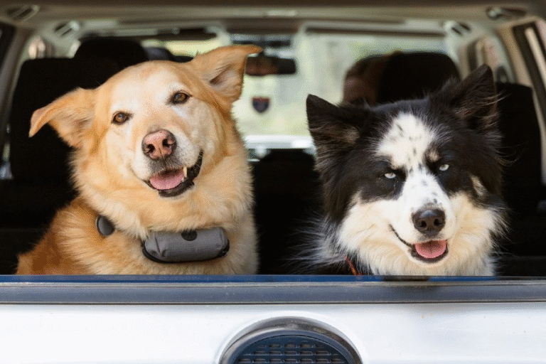 Top Safety Dog Car Seats for Small Breeds (What Actually Protects Them)
